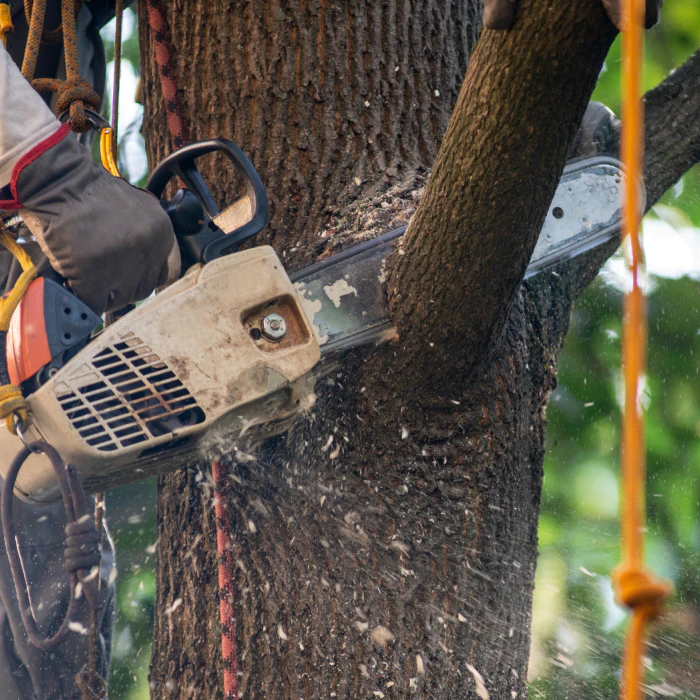 close up of a chainsaw during a tree removal sebewaing mi