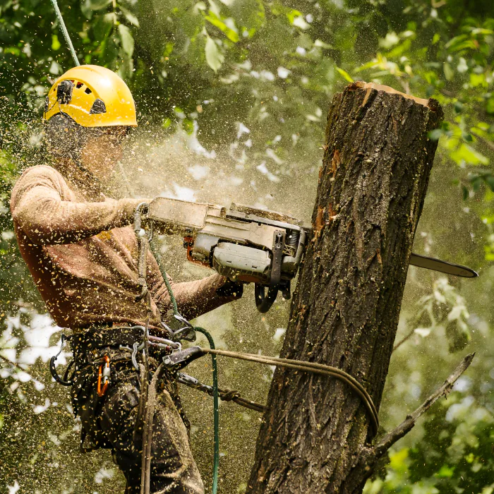 contractor working on a tree removal sebewaing mi