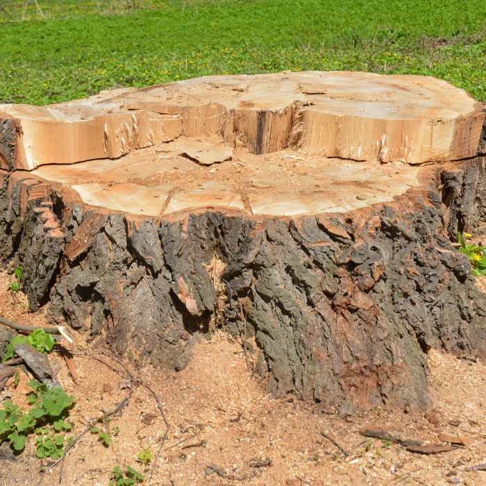 stump in a backyard before removal sebewaing mi