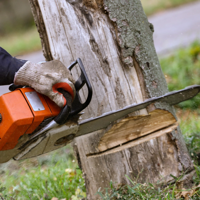 tree removal service sebewaing mi